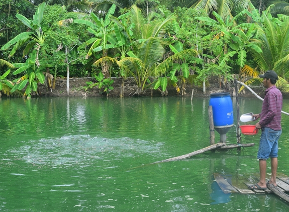 Cựu chiến binh Lâm Sáo ở ấp Sô La, xã Tham Đôn, huyện Mỹ Xuyên thực hiện mô hình “sản xuất quanh nhà” tận dụng ao hồ nuôi cá.